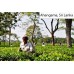 Sri Lanka Zelený čaj Slimák 