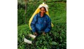 História pestovania čaju v Indii
